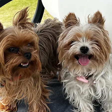 Urlaub Fewo Precise Rugen Hunde Willkommen Διαμέρισμα *