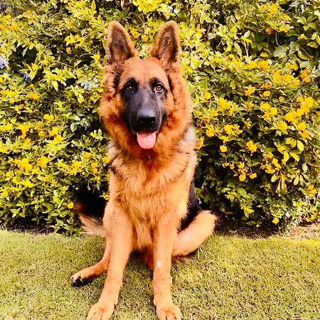 Urlaub Fewo Precise Rugen Hunde Willkommen Διαμέρισμα *